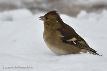 Pinson des arbres femelle