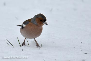 Pinson des arbres mâle