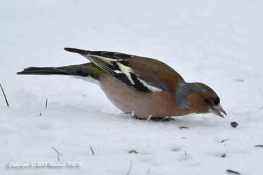Pinson des arbres mâle