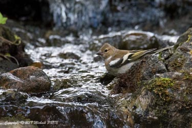 Pinson des arbres femelle