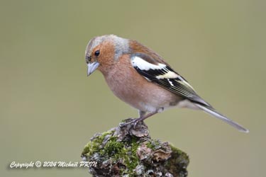 Mâle plumage internuptial