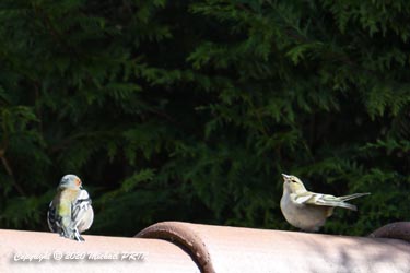 Autre parade nuptiale