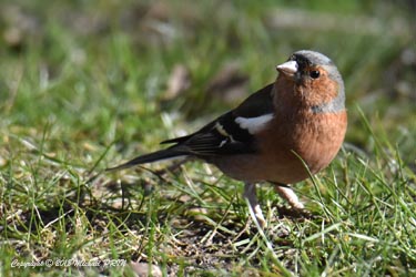 Pinson des arbres mâle