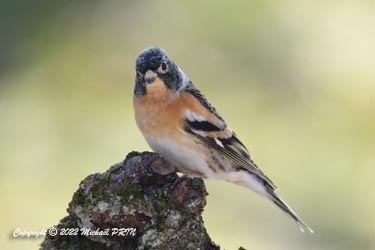 Pinson du Nord mâle plumage internuptial