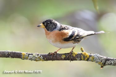 Pinson du Nord mâle plumage internuptial