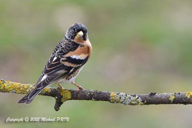 Pinson du Nord mâle plumage internuptial