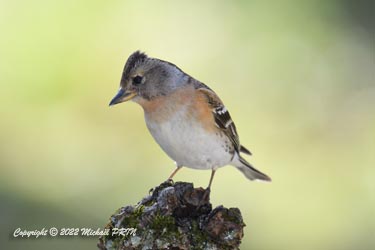 Pinson du Nord femelle plumage internuptial