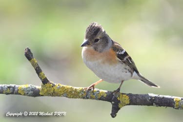 Pinson du Nord femelle plumage internuptial
