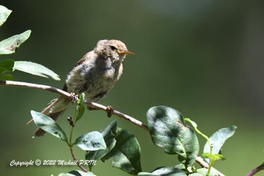 Plumage abîmé après couvaison