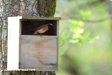 Le mâle présente les différents nichoirs qu'il a repérés