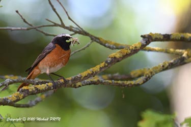 Nourrissage des petits