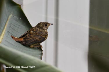 A peine sorti du nid, un jeune s'égare dans la véranda et finit sur une feuille de Strelitzia