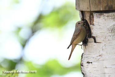 La femelle visite...