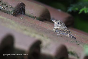 Sitôt libéré, il trouve refuge sur le toit de l'appenti