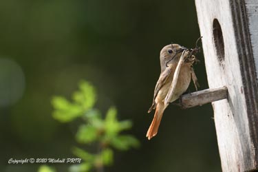 Le garnissage du nid peut commencer