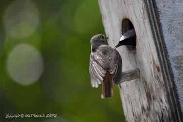 Couvaison à tour de rôle
