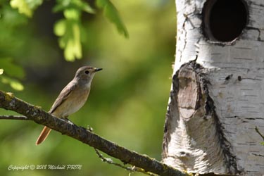 La femelle visite chaque nid