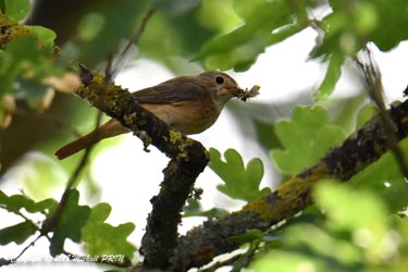 Nourrissage des petits