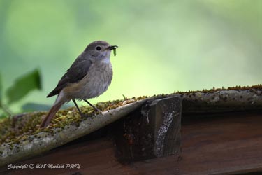 Nourrissage des petits