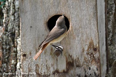 La femelle visite chaque nid