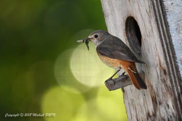 Nourrissage des petits