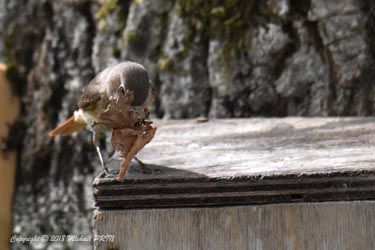 La femelle garnit le nid