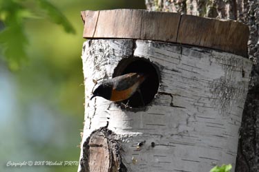 Le mâle présente les nids sélectionnés