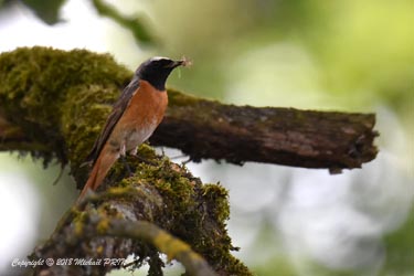 Nourrissage des petits