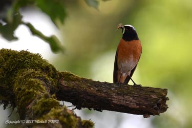 Nourrissage des petits