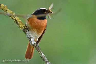 Nourrissage des petits