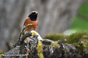 Nourrissage des petits