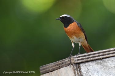 Le mâle présente les nids sélectionnés
