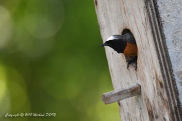 Le mâle présente les nids sélectionnés