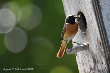 Nourrissage des petits