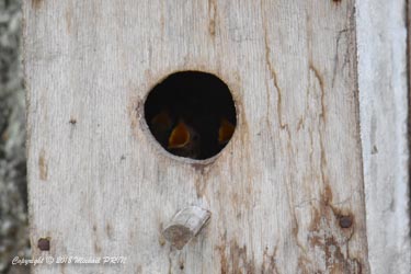 Petits quelques jours avant leur sortie du nid