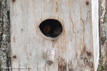 Petits quelques jours avant leur sortie du nid