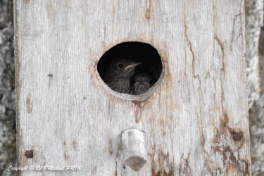Petits quelques jours avant leur sortie du nid