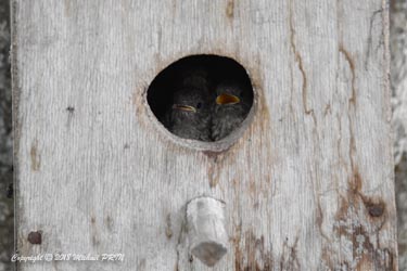 Petits quelques jours avant leur sortie du nid