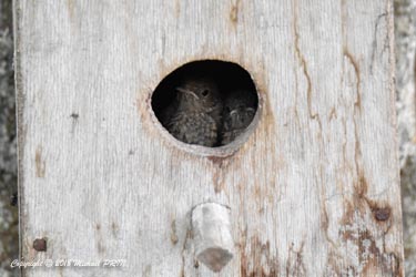 Petits quelques jours avant leur sortie du nid