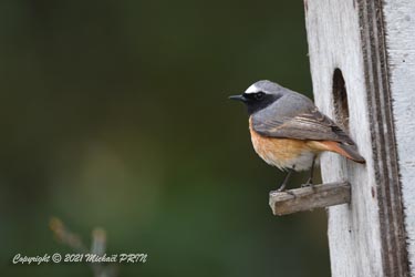 Le mâle réserve la place pendant les 2 semaines qui le séparent de l'arrivée de la femelle