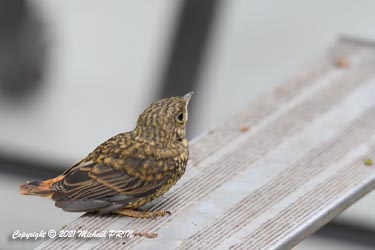 Un 3ème sur un autre échelon