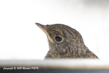 Celui-ci a atterri sur le rebord de ma fenêtre et n'a pas bougé pendant un bon quart d'heure