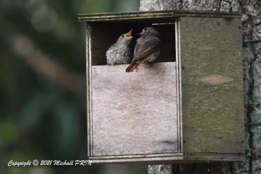 Pile 1 mois après, la 2ème nichée se termine, accomplie pour la 1ère fois dans ce nichoir conçu pour accueuillir un couple de rouge-gorges qui ne sera jamais venu