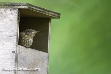 Pendant une bonne heure, les petits vont se succéder sur le rebord du nid avant de se décider à découvrir un tout nouveau monde