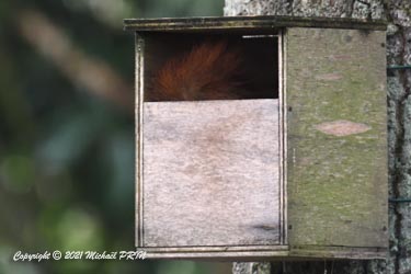 Heureusement, les petits ont quitté le nid juste à temps, car 2 jours après, un intrus semble très attiré par ce nichoir...