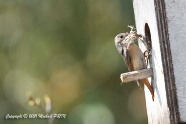 Comme les années précédentes, la femelle choisit ce nichoir