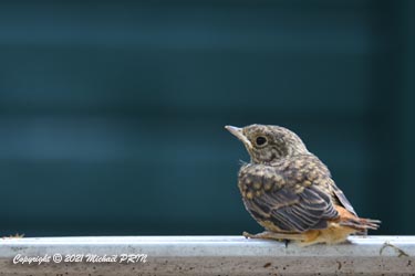 Premier envol, les petits s'éparpillent un peu partout, ici sur un échelon d'escabeau