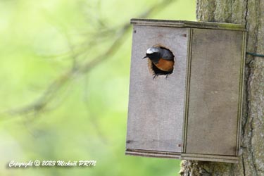 Le nichoir habituel étant déjà pris par les rouges-gorges, le couple se rabat sur le nichoir à mésanges bleues agrandi par l'écureuil