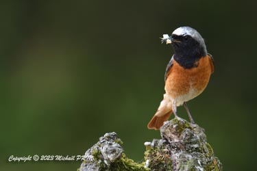 Nourrissage des petits