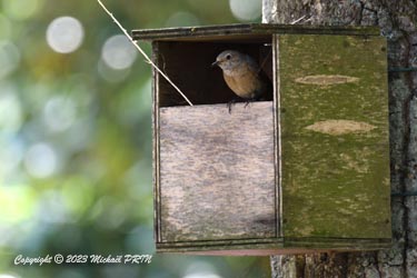 2ème nichée, ils retournent dans le nichoir déjà emprunté l'année passée